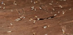 How to Get Rid of Wood Mites on a Deck?